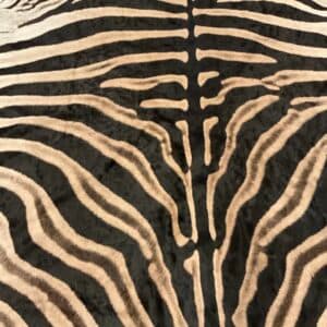 TAXIDERMY ZEBRA RUG 10 FEET PLUS - view 1